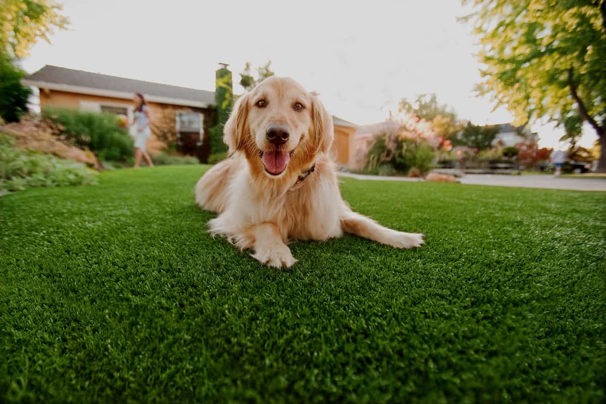 Odor Control for Pet Turf in Houston, TX